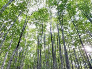 Experience the Beauty of a Beech Forest in Appi Kogen