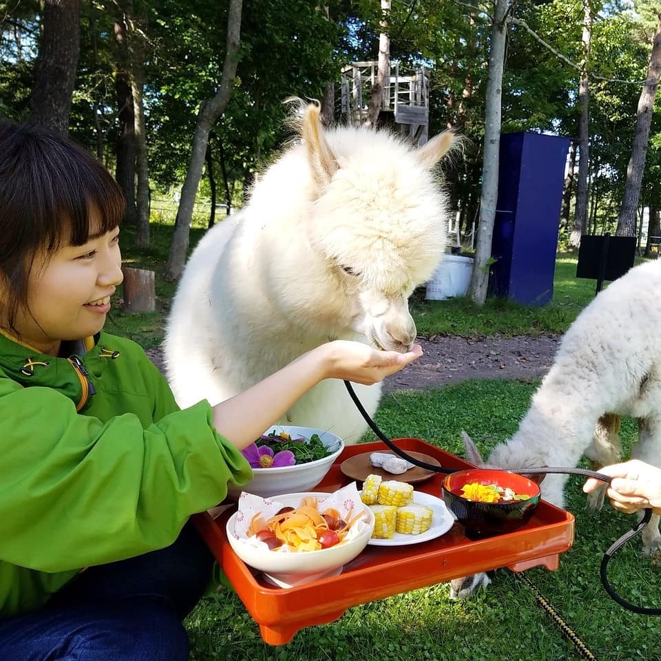 Meet Alpacas at the Salad Farm!
