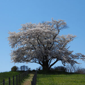 Solitary Cherry Tree of Inai