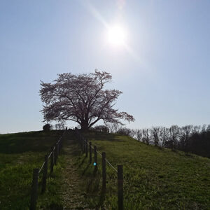 Solitary Cherry Tree of Inai