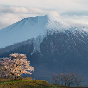 Mount Iwate and Solitary Cherry Tree of Inai