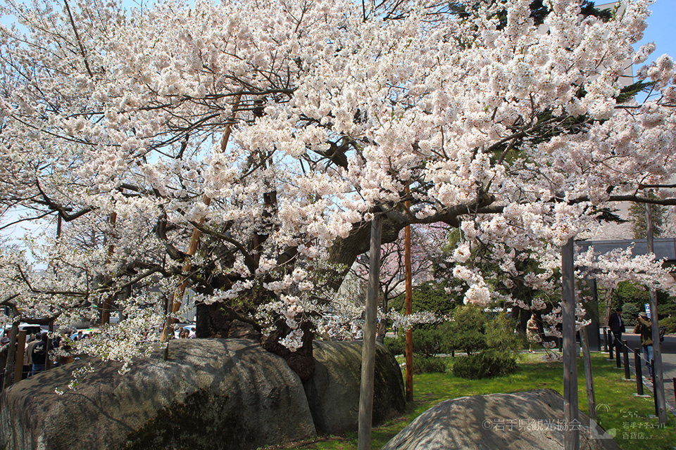 Rock-Splitting Cherry Tree