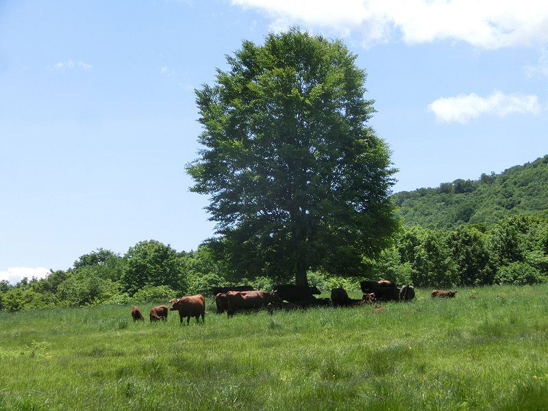 Explore Mt. Nanashigure and Learn about Shorthorn Beef