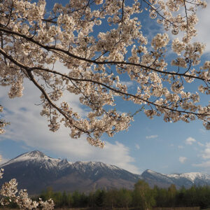 Mount Iwate and Cherry Blossoms