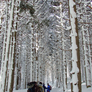 Snowshoeing trekking at Iwate Kenmin-no-Mori