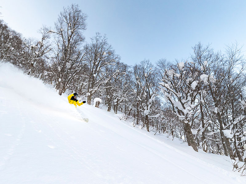 Powder-skiing and Snowboarding in the Tree Run Zone at APPI SKI Resort