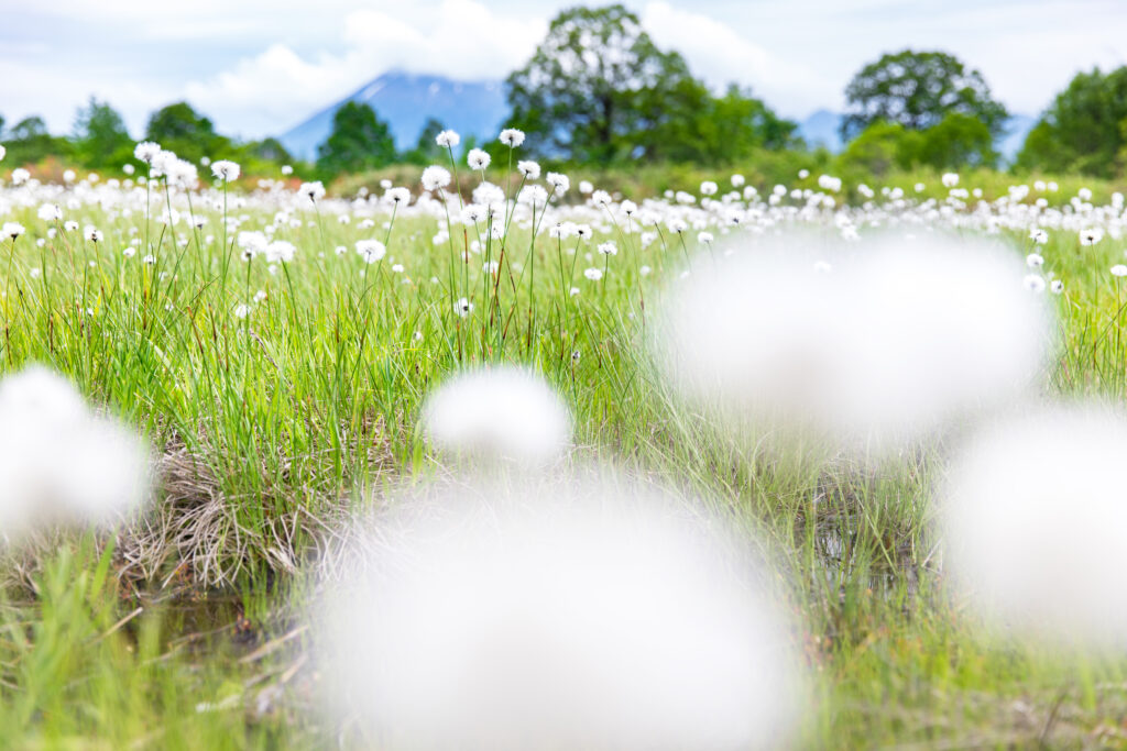 Cottongrass near Gozaisho – Day – Photo: Hachimantai DMO, Inc.